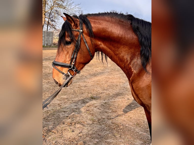 PRE Stallone 4 Anni 168 cm Baio in Wremen