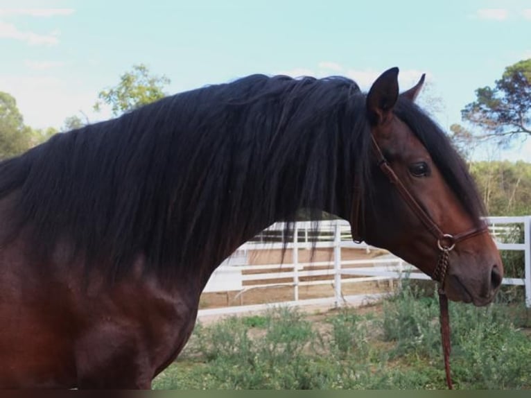 PRE Mix Stallone 4 Anni 168 cm Baio in Barcelona