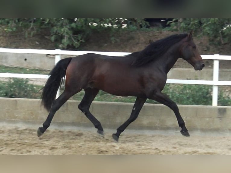 PRE Mix Stallone 4 Anni 168 cm Baio in Barcelona