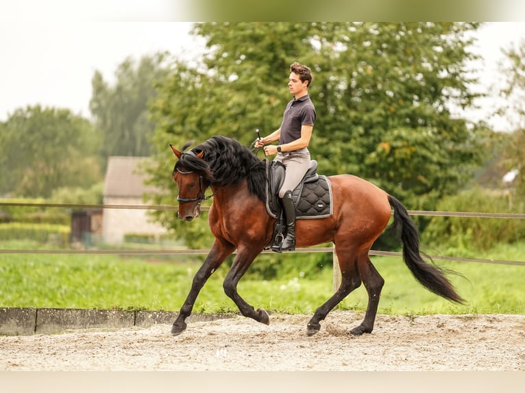 PRE Stallone 4 Anni 168 cm Baio scuro in Beauvechain