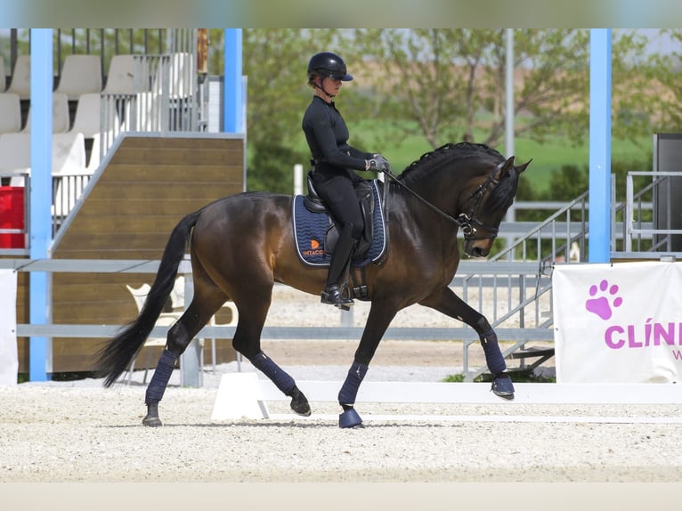 PRE Stallone 4 Anni 168 cm Baio scuro in Pedrezuela
