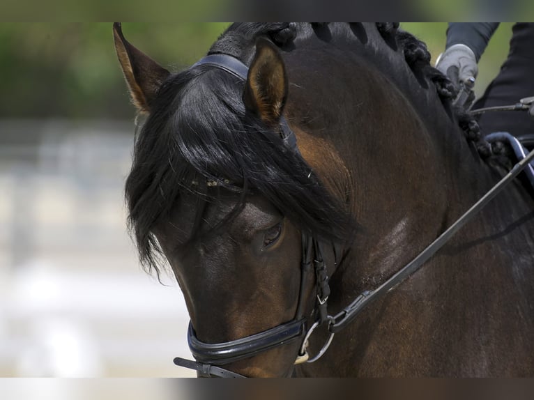 PRE Stallone 4 Anni 168 cm Baio scuro in Pedrezuela