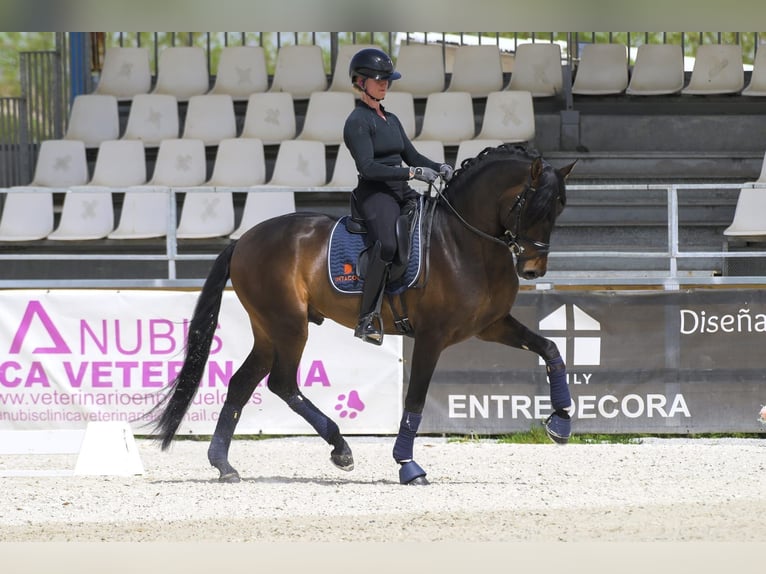 PRE Stallone 4 Anni 168 cm Baio scuro in Pedrezuela