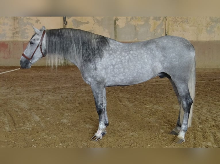 PRE Mix Stallone 4 Anni 168 cm Grigio in Alpera