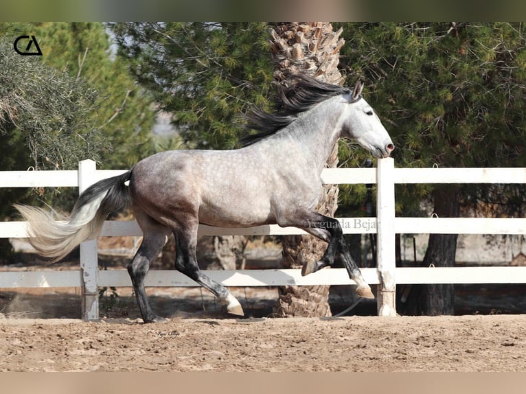 PRE Stallone 4 Anni 168 cm Grigio in Puerto Lumbreras