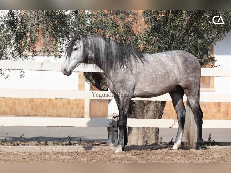 PRE Stallone 4 Anni 168 cm Grigio in Puerto Lumbreras
