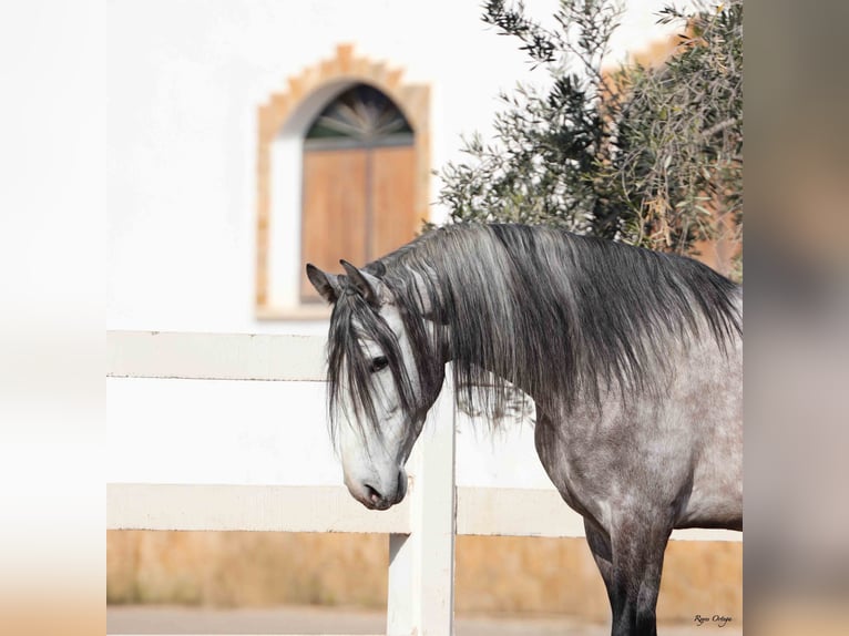 PRE Stallone 4 Anni 168 cm Grigio in Puerto Lumbreras