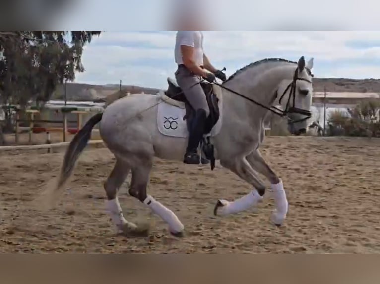 PRE Mix Stallone 4 Anni 168 cm Grigio in Santa Perpetua de Mogoda