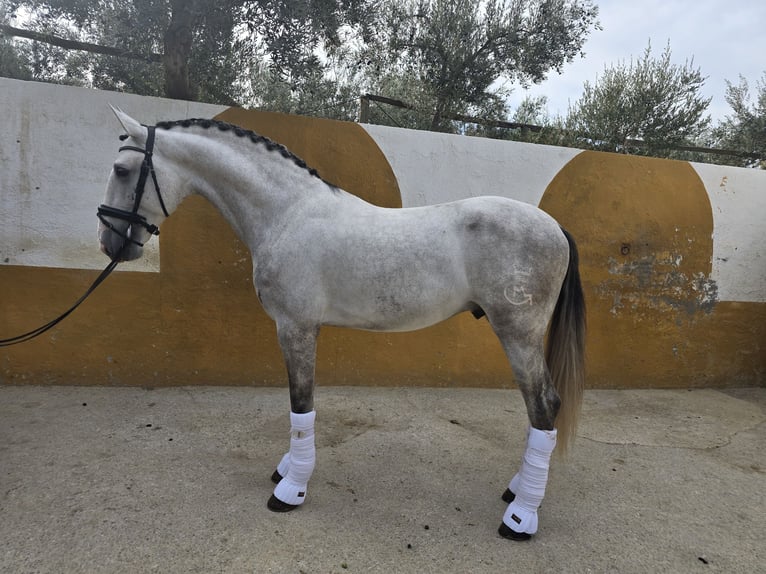 PRE Mix Stallone 4 Anni 168 cm Grigio in Santa Perpetua de Mogoda