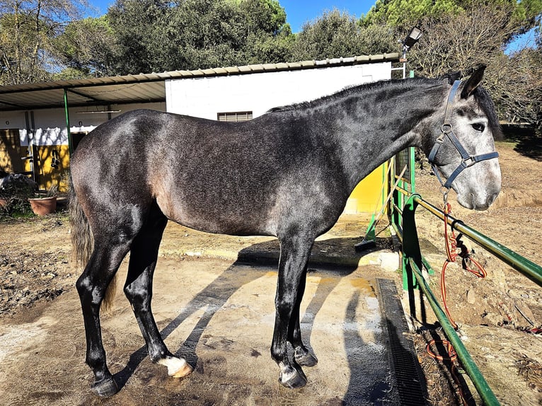 PRE Stallone 4 Anni 168 cm Grigio in Girona