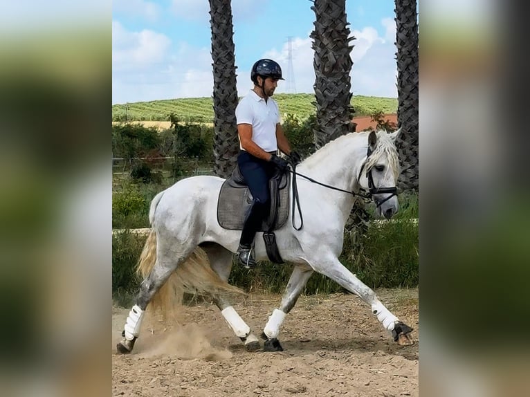 PRE Stallone 4 Anni 168 cm Grigio in Sevilla