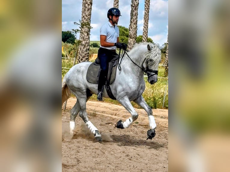 PRE Stallone 4 Anni 168 cm Grigio in Sevilla