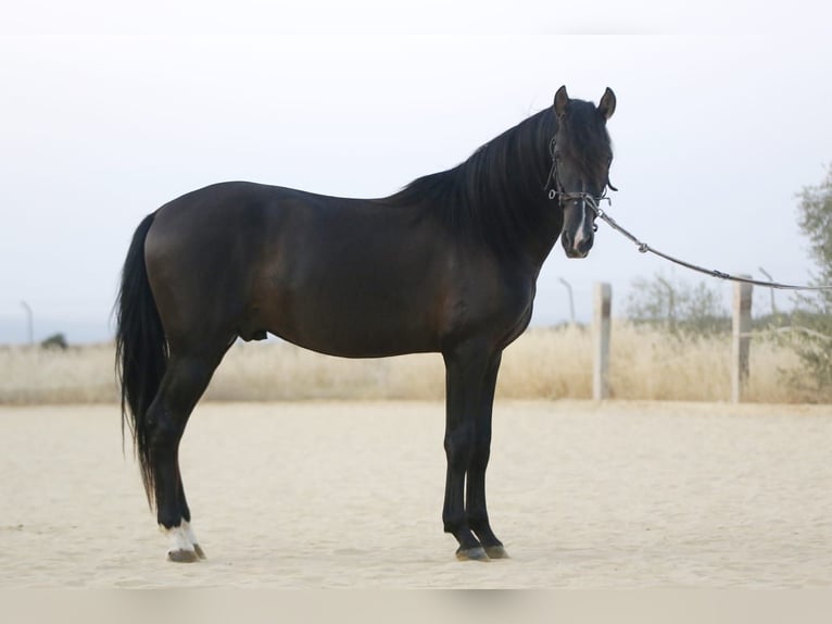 PRE Stallone 4 Anni 168 cm Morello in Carmona