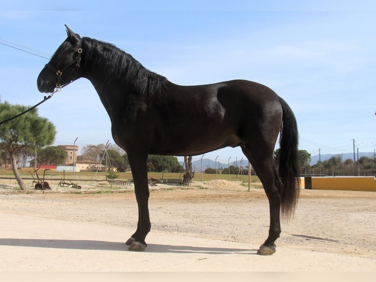 PRE Mix Stallone 4 Anni 168 cm Morello in Hamburg