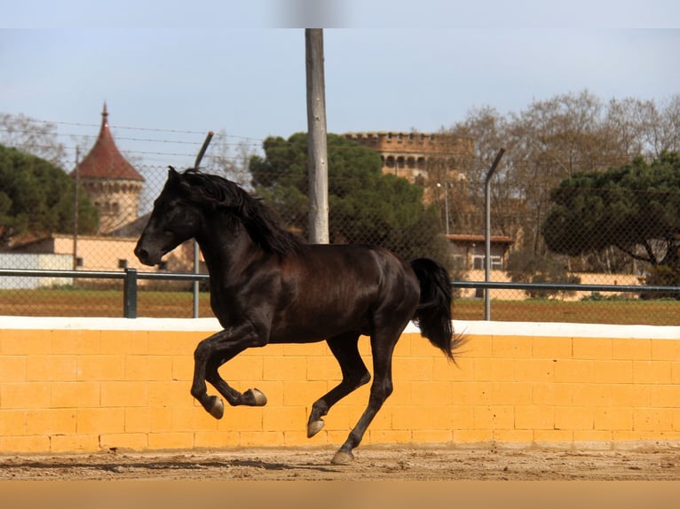 PRE Mix Stallone 4 Anni 168 cm Morello in Hamburg