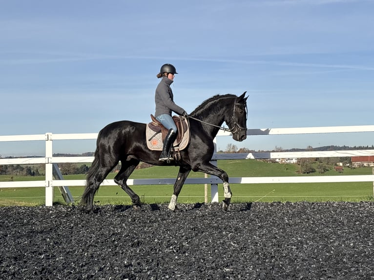 PRE Mix Stallone 4 Anni 168 cm Morello in Sigmarszell