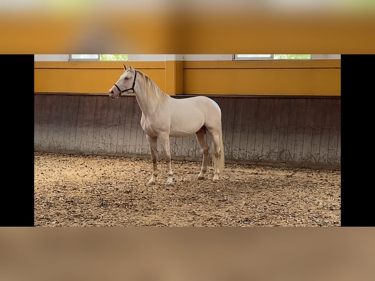 PRE Stallone 4 Anni 168 cm Perlino in Camarma de esteruelas