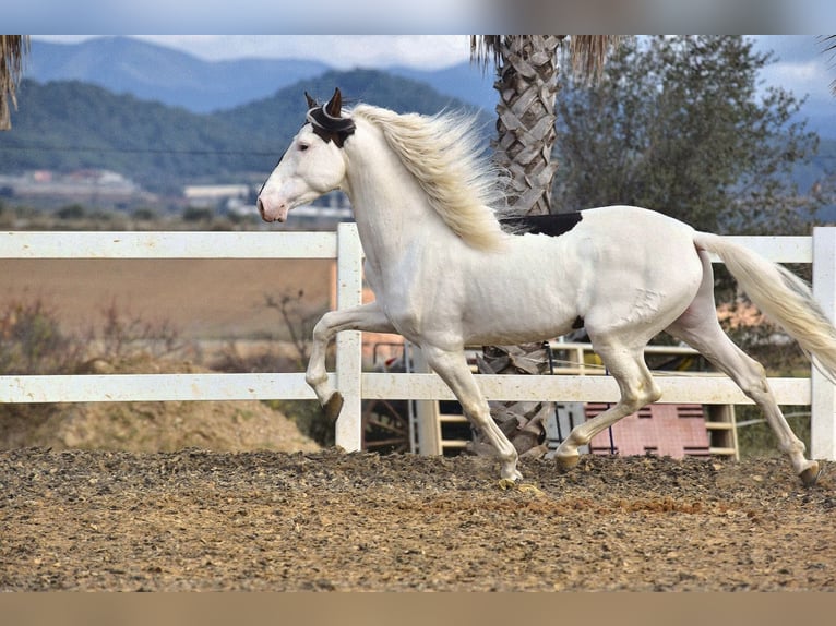 PRE Mix Stallone 4 Anni 168 cm Pezzato in Granada