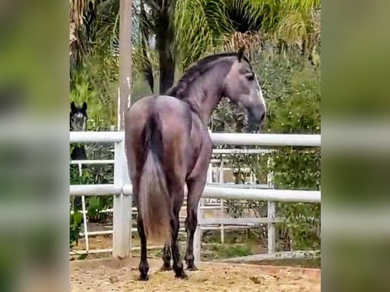 PRE Mix Stallone 4 Anni 170 cm Falbo baio in Sevilla