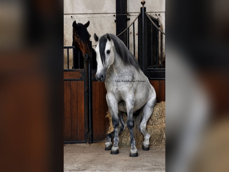 PRE Mix Stallone 4 Anni 170 cm Grigio in Sevilla