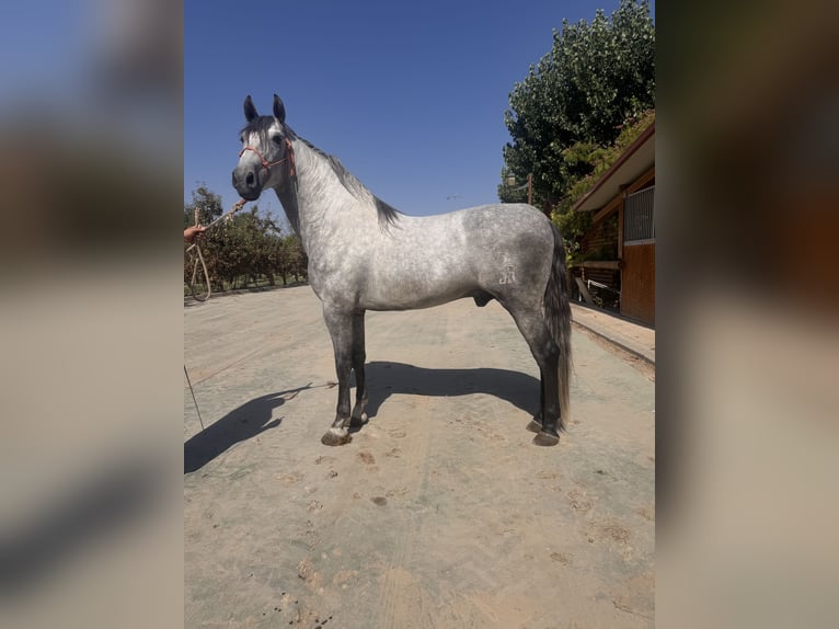 PRE Stallone 4 Anni 170 cm Grigio in Tornabous