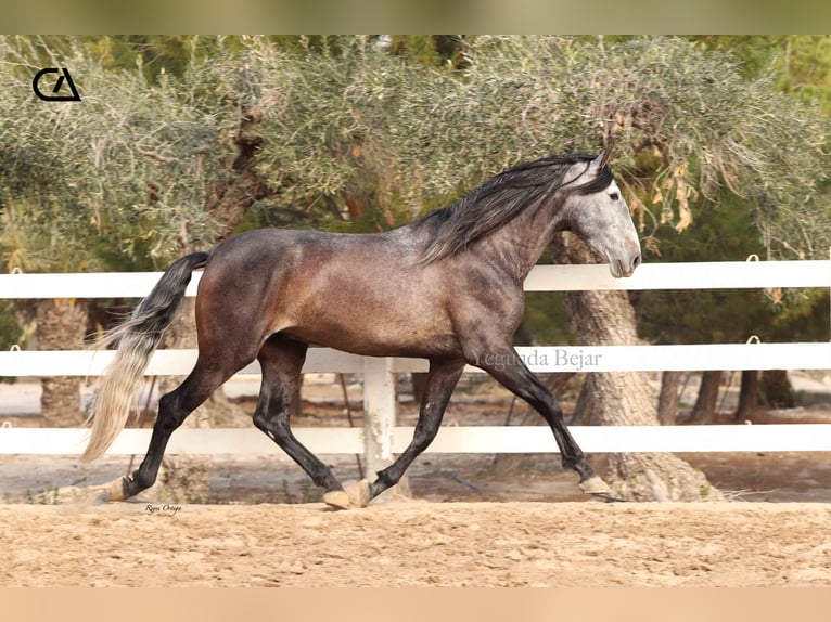PRE Stallone 4 Anni 170 cm Grigio pezzato in Puerto Lumbreras
