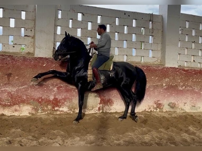 PRE Stallone 4 Anni 170 cm Morello in Granada