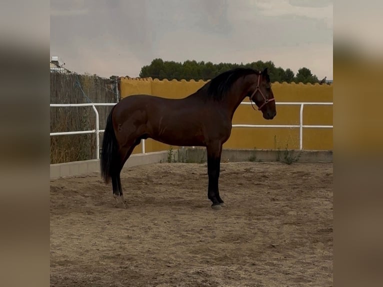 PRE Stallone 4 Anni 171 cm Baio in Villaconejos