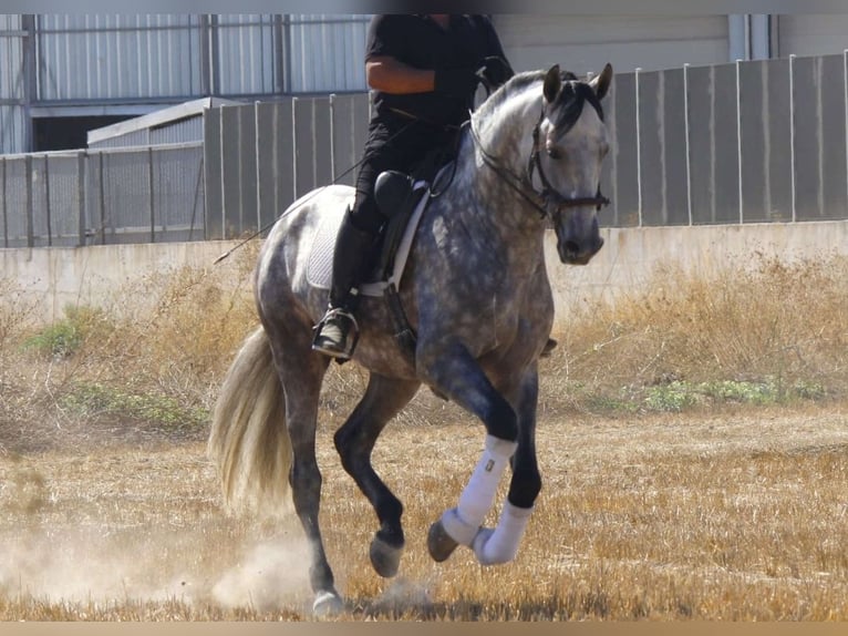 PRE Mix Stallone 4 Anni 171 cm Grigio in Murcia