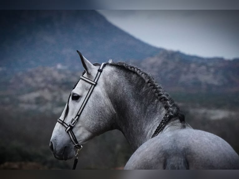 PRE Mix Stallone 4 Anni 171 cm Grigio pezzato in MADRID , LA CABRERA