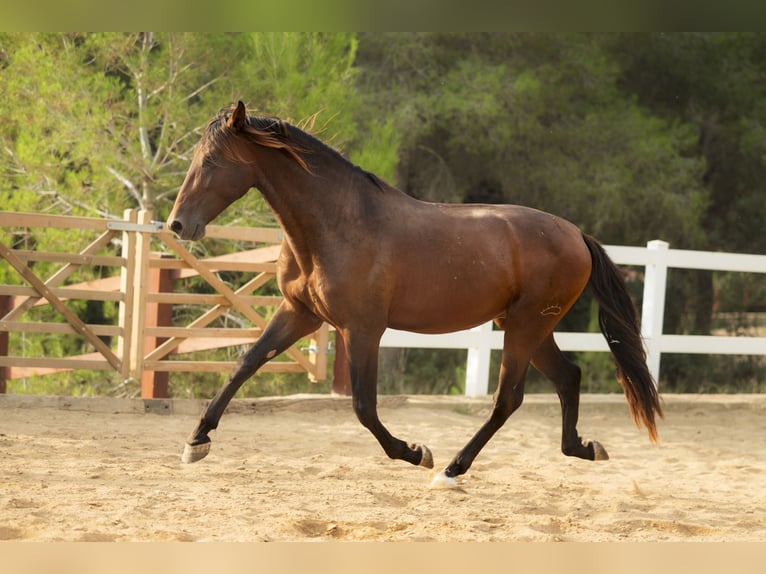 PRE Mix Stallone 4 Anni 172 cm Baio in El Catllar