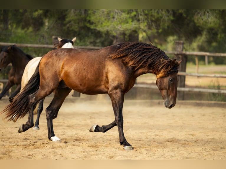 PRE Mix Stallone 4 Anni 172 cm Baio in El Catllar