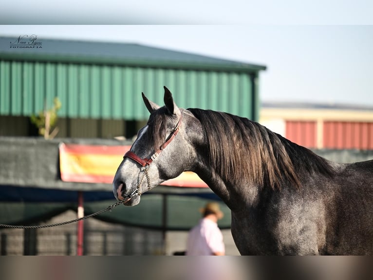 PRE Mix Stallone 4 Anni 172 cm Grigio pezzato in Talavera De La Reina