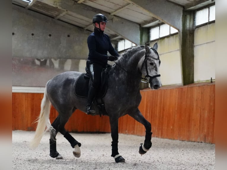 PRE Stallone 4 Anni 172 cm Grigio pezzato in HEUVELLAND