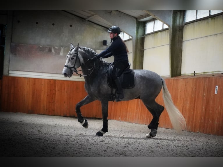 PRE Stallone 4 Anni 172 cm Grigio pezzato in HEUVELLAND