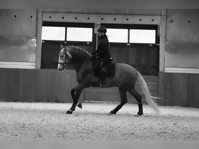 PRE Stallone 4 Anni 172 cm Grigio pezzato in HEUVELLAND