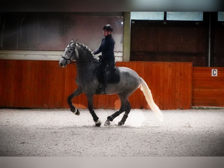 PRE Stallone 4 Anni 172 cm Grigio pezzato in HEUVELLAND