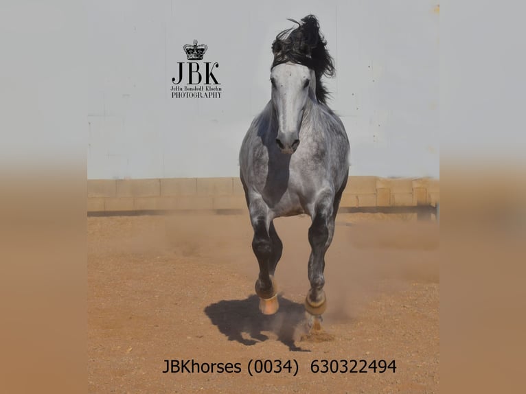 PRE Stallone 4 Anni 172 cm Grigio pezzato in Tabernas Almeria