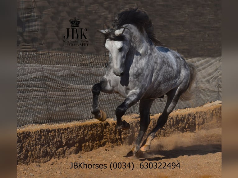 PRE Stallone 4 Anni 172 cm Grigio pezzato in Tabernas Almeria