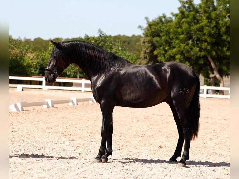 PRE Stallone 4 Anni 172 cm Morello in El Catllar