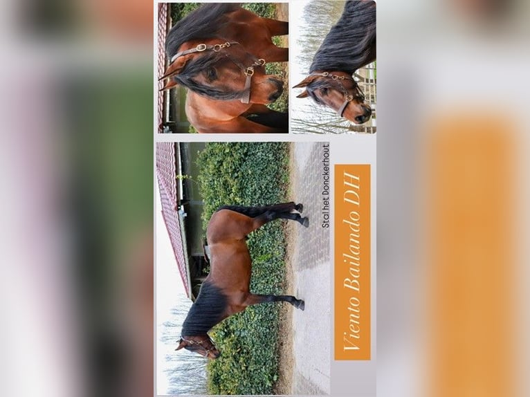 PRE Stallone 4 Anni 173 cm Baio scuro in Boezinge