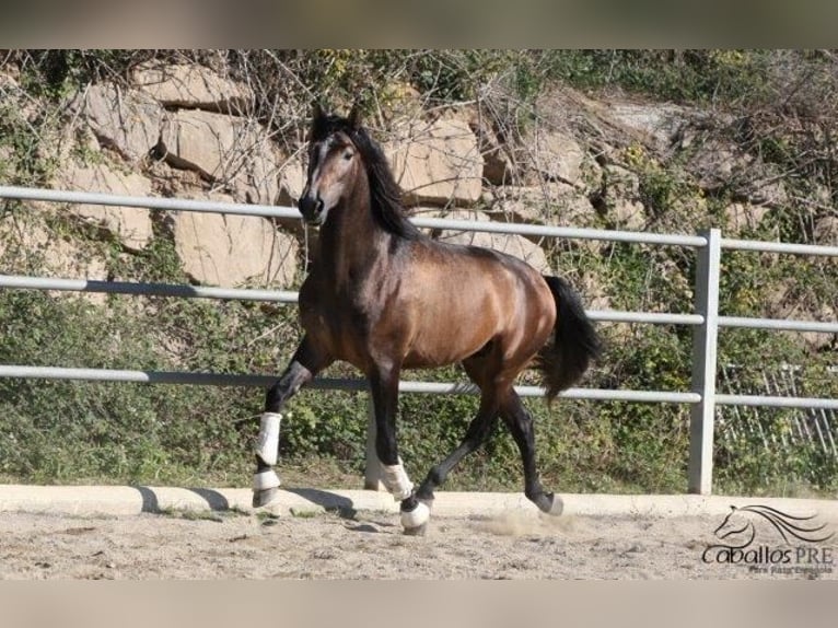 PRE Stallone 4 Anni 173 cm Grigio in Barcelona