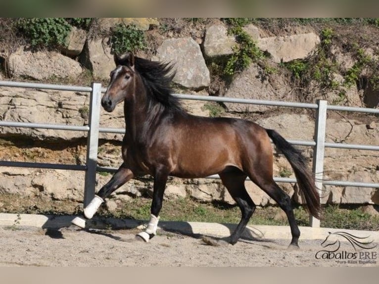 PRE Stallone 4 Anni 173 cm Grigio in Barcelona