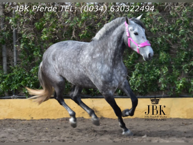 PRE Mix Stallone 4 Anni 174 cm Grigio pezzato in Tabernas Almeria