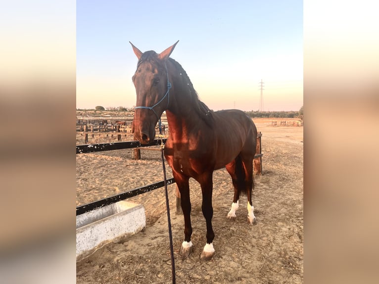 PRE Stallone 4 Anni 176 cm Baio scuro in Almonte