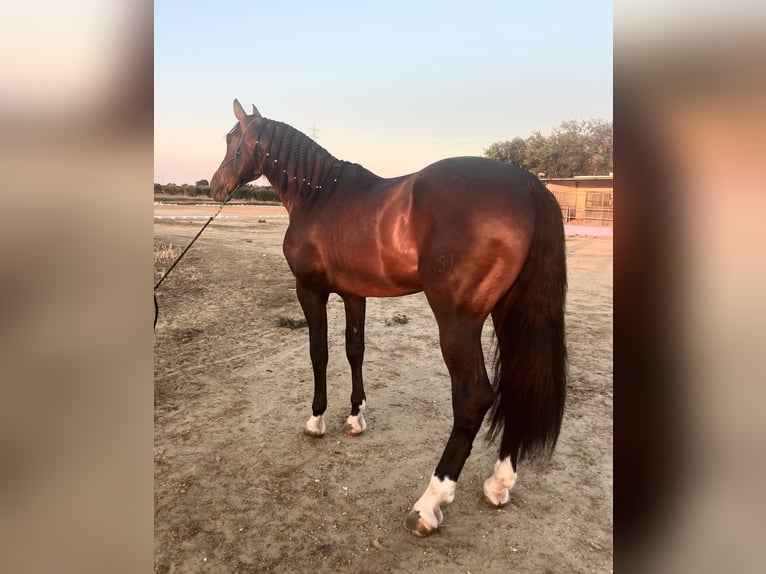 PRE Stallone 4 Anni 176 cm Baio scuro in Almonte