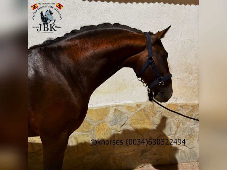 PRE Mix Stallone 4 Anni Baio in Tabernas