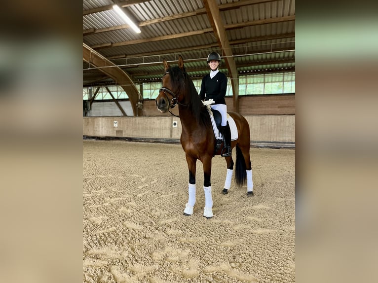 PRE Mix Stallone 4 Anni in Kuppenheim