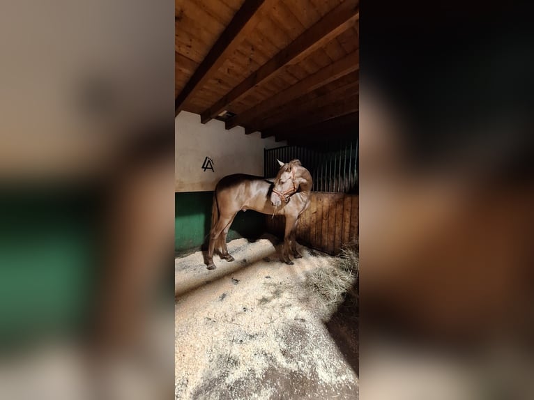 PRE Stallone 4 Anni Champagne in Caceres