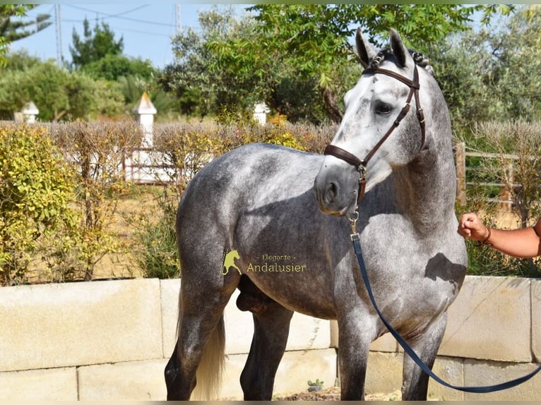 PRE Stallone 4 Anni Grigio in Provinz Malaga